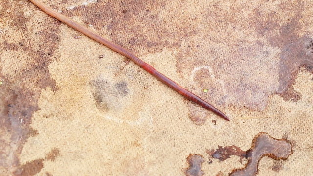 earthworm crawling