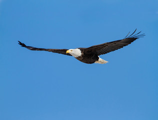 Obraz premium Bald Eagle Flying against Blue Sky 