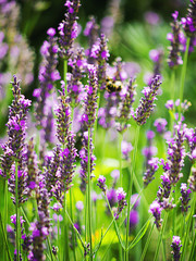 Naklejka premium Lavendel