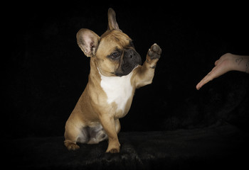 Bouledogue français en studio sur fond noir
