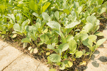 Organic .kale vegetables farm