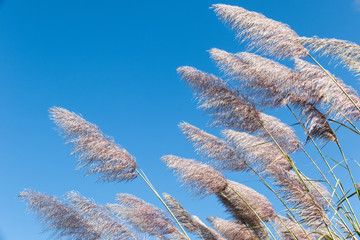 Cane  with long narrow leaves