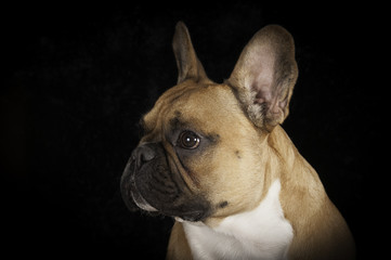 Bouledogue français en studio sur fond noir