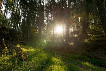 Obraz premium Poranne światło wpadające do ładnego lasu