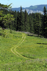 Path in grass on the Rax in the Austrian Alps