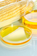 Biofuel or Corn Syrup sweetcorn