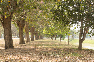 Fototapeta premium road in garden