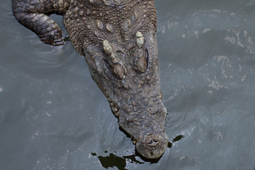 Closeup a crocodile head