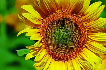 Obraz premium Detail at one sunflower