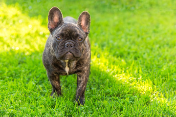 cute domestic dog brindle French Bulldog breed 
