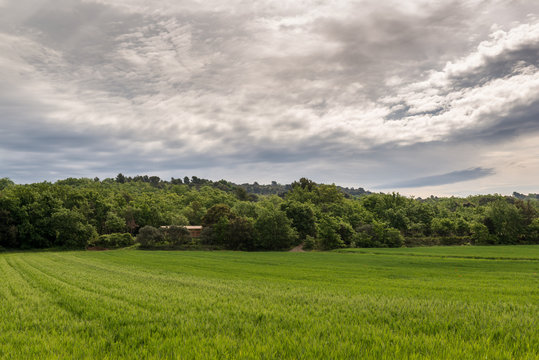 Beautiful spring field with fresh long green grass and dandelion