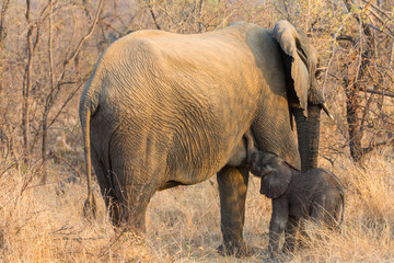 Fototapeta premium Elephant cow and calf