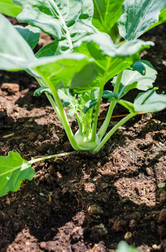 Cabbage kohlrabi with foliage growing in the garden.