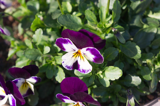 Purple Colored Pansy Flowers Background in Osaka park,Japan. 