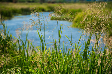 Wild grass meadow and river on background