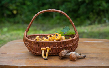 Mushrooms in a basket