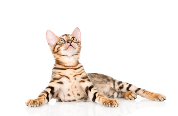 purebred bengal kitten looking up. isolated on white background