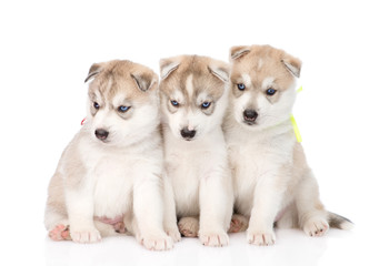 Three Siberian Husky puppies sitting in front. isolated on white