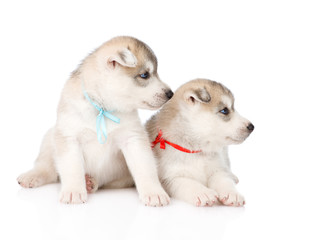 Two Siberian Husky puppies looking away. isolated on white backg