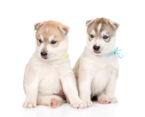 Two Siberian Husky puppies sitting in front. isolated on white b