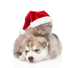 Fototapeta na wymiar Scottish kitten and Siberian Husky puppy with santa hat. isolate