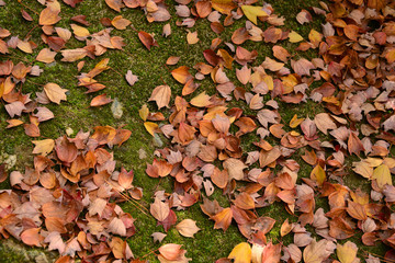 Dry maple leaf on ground, beautiful texture