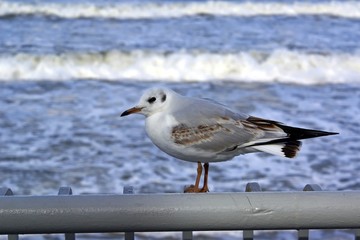 Seagull on the background of the sea