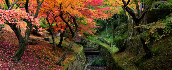 Momiji, Japanse esdoorn in het herfstseizoen, panoramisch uitzicht