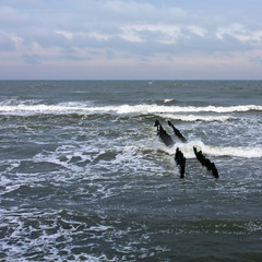 Obraz premium Baltic sea