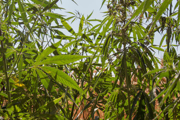 Cannabis in the Nature