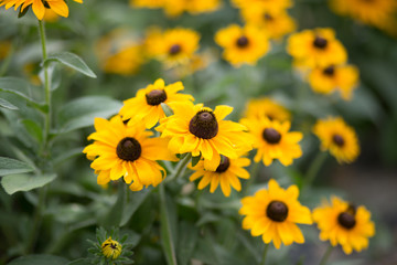 Rudbeckia hirta, black-eyed-susan - Stock image