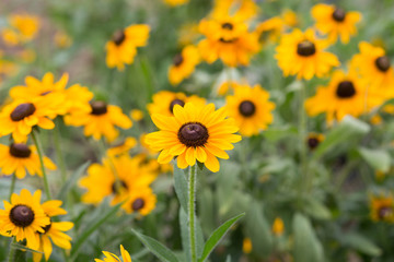 Rudbeckia hirta, black-eyed-susan - Stock image