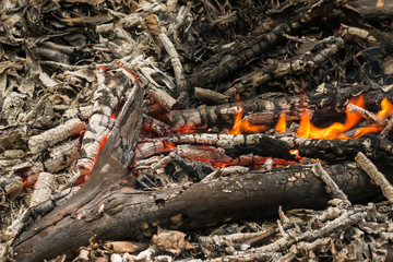 Bonfire of the  dry tree in summer