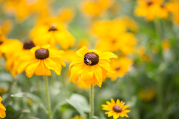 Rudbeckia hirta, black-eyed-susan - Stock image