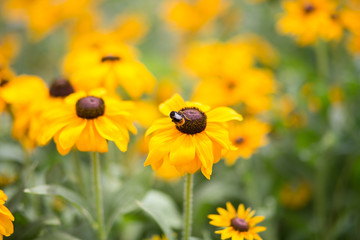 Rudbeckia hirta, black-eyed-susan - Stock image