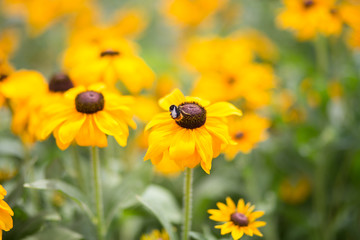 Rudbeckia hirta, black-eyed-susan - Stock image