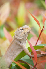 Lizard on the leaf