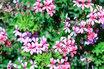 Many small bright pink flowers