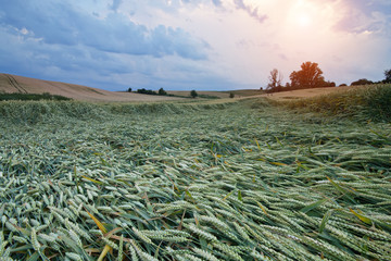 Pola przenicy © Patryk Michalski