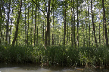 Hochwald im Spreewald