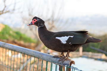 Big black duck with red face