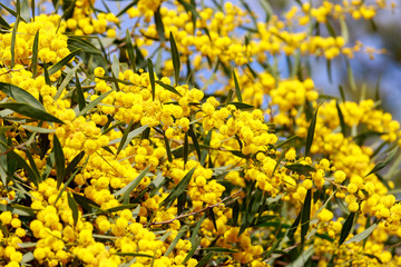 Flowering mimosa on sky background