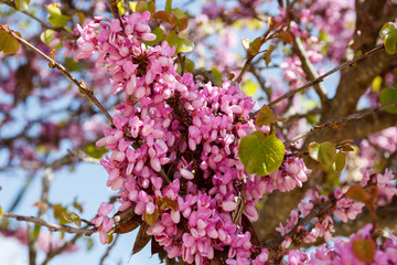 Judas tree..in Judea at Har Hebron