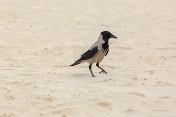 Hooded crow on a sand
