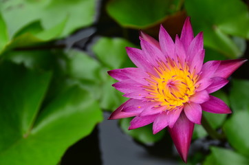 flowers lotus color pink wall water background nature blossom garden bloom