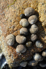 Bigorneau, Littorina littorea