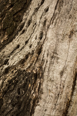 Wood background.