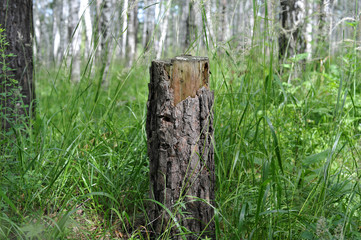 пень