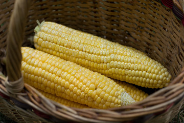 Початки кукурузы в корзине