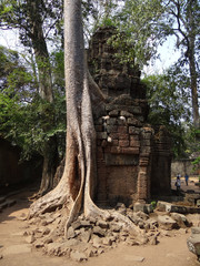Angkor Vat et le Ta Prohm envahit par la végétation